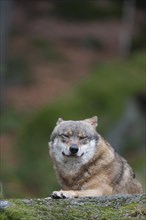 European wolf (Canis lupus lupus) adult animal resting on a rock in a woodland, Baveria, Germany,