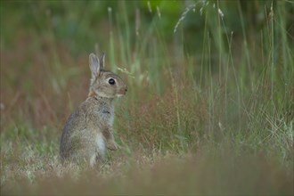 Rabbit (Oryctolagus cuniculus) juvenile baby animal standing alert on grassland, Suffolk, England,