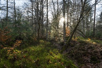 Mixed deciduous forest backlit with sun star, Barnbruch Forest nature reserve, Lower Saxony,