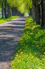 Tree Lined gravel road with lush green trees and flowering dandelion (Taraxacum officinale) in the