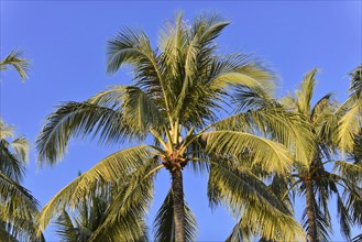 Palm trees, Ngapali Beach, Thandwe, Burma, Burma, Myanmar, Asia