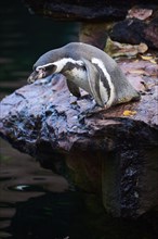 African penguin (Spheniscus demersus) jumping in the water, captive, Germany, Europe