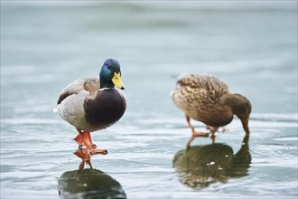 Wild duck (Anas platyrhynchos) male and female walking on the ice of a frozen lake, Bavaria,