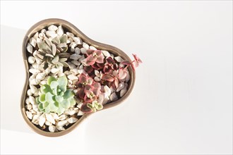Small succulents in a ceramic pot on a white background with copy space. top view
