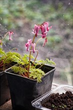 Blooming purple dicentra with ornamental leaves on the windowsill