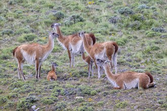 Guanaco (Llama guanicoe), Huanaco, group with young animals, Torres del Paine National Park,