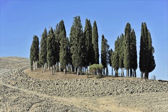Landscape with cypresses, south of Siena, Crete Senesi, Tuscany, Italy, Europe