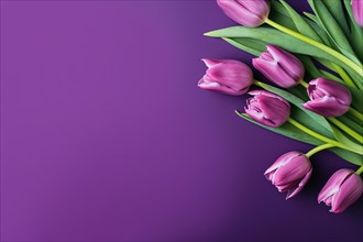 Boquet of purple tulip spring flowers on purple background with copy space. KI generiert, generiert