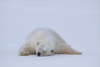 Polar bear (Ursus maritimus), sleeping in the snow, quiet, Kaktovik, Arctic National Wildlife