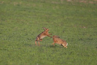 Brown hare (Lepus europaeus) two adult animals boxing in springtime farmland cereal field, Suffolk,