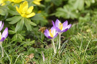 Enchanting crocus blossom with bee, February, Germany, Europe