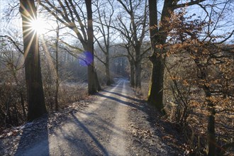 Sun star above the tree avenue, winter, Arnsberg Forest nature park Park, Sauerland, North