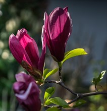 Purple magnolia blossoms in close-up with blurred background in natural light Magnolia Magnoliacea