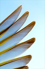 Wing feathers of a Siskin (Carduelis Spinus)