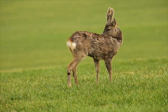 European roe deer (Capreolus capreolus) buck with velvet antlers in the meadow, Allgaeu, Bavaria,