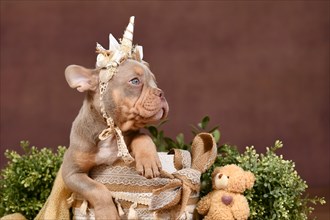 New Shade Isabella Tan French Bulldog dog with unicorn costume headband in front of brown