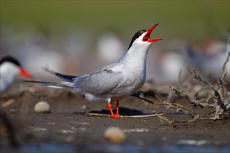 Common Tern (Sterna hirundo), calling in breeding colony, Danube Delta Biosphere Reserve, Romania,