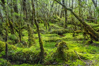 Vegetation with forest and mosses at the foot of the Aguila Glacier, Alberto de Agostini National