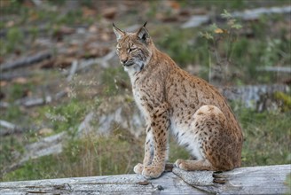 Eurasian lynx (Lynx lynx) sits on a tree trunk and looks attentively at Germany
