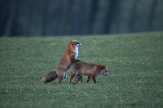 Fox (Vulpes vulpes) mating season, so-called Ranzzeit, male mounts female on snow-free meadow,