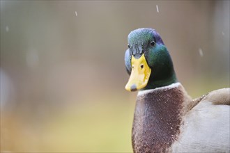 Wild duck (Anas platyrhynchos) male, portrait, Bavaria, Germany, Europe