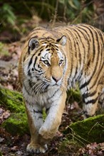 Siberian tiger (Panthera tigris altaica) walking on the ground, captive, Germany, Europe