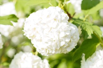 Viburnum (guelder rose) flowers of white color in the spring garden. Closeup. Blurred background