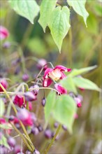 Purple barrenwort (epimedium) flourishing in the garden with green background
