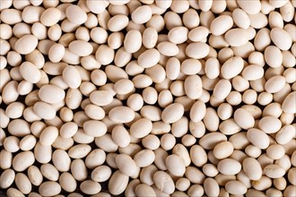 Texture of white beans. Closeup