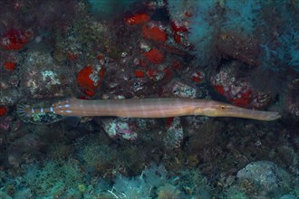 Atlantic cornetfish (Aulostomus strigosus), Pasito Blanco reef dive site, Arguineguin, Gran