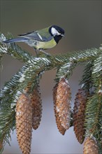 Great tit (Parus major) adult bird on a snow covered pine tree branch with pine cones, England,