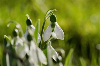 Fresh snowdrops (Galanthus nivalis) in focus against a blurred green background, Hesse, Germany,