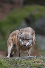 European wolf (Canis lupus lupus) adult animal standing on a rock in a woodland, Baveria, Germany,