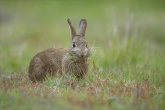 Rabbit (Oryctolagus cuniculus) adult animal collecting grass in its mouth for nesting material,