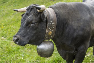 Herens cow (Herens vacca), cowbell, tradition, cattle breeding, domestic cattle, competition, cow