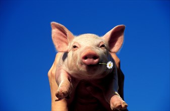 Farmer holding a piglet, against blue sky as background