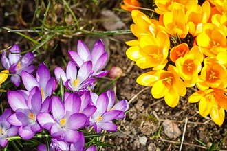 Purple and yellow crocuses germinate in the spring in the garden. Symbol of spring