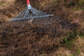 Metal garden rake laying on dry brown pine needles in South Korea
