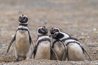 Magellanic penguins (Spheniscus magellanicus) in the Penguin National Park on Magdalena Island,