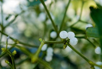 European Mistletoe (Viscum album) white Berries