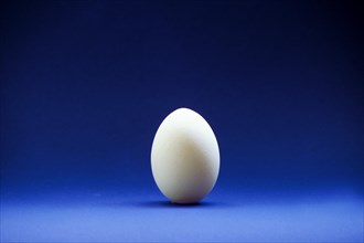 Closeup of one single henÂ´s egg, chicken egg