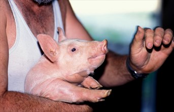 Domestic piglet in the arms of a farmer, speaking, explaining, expert knowledge