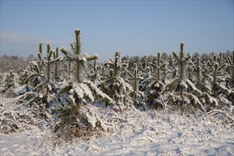 Norway spruce or Christmas (Picea abies) trees in a forest covered with snow in the winter,