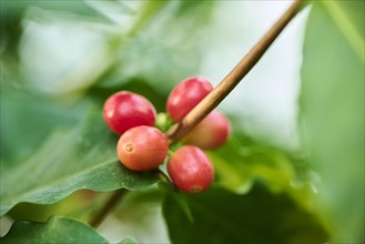 Coffea arabica fruits hanging on a tree growing in a greenhouse, Germany, Europe