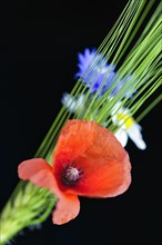 Red poppy flower (Papaver rhoeas), green barleys (Hordeum vulgare), field flowers, wild flowers,