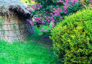 Thatched traditional structure surrounded by pink flowers and green shrubs, in South Korea