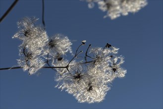Seed head of a clematis (Clematis montana) against the light, blue sky, Bavaria, Germany, Europe