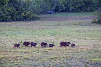 Capybara (Hydrochaeris hydrochaeris) Pantanal Brazil