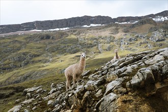 Alpacas (Vicugna pacos) on a rock in the Andean highlands, Palccoyo, Checacupe district, Canchis