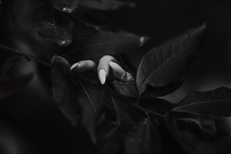Black and white image of a hand gently touching leaves, creating a mysterious vibe